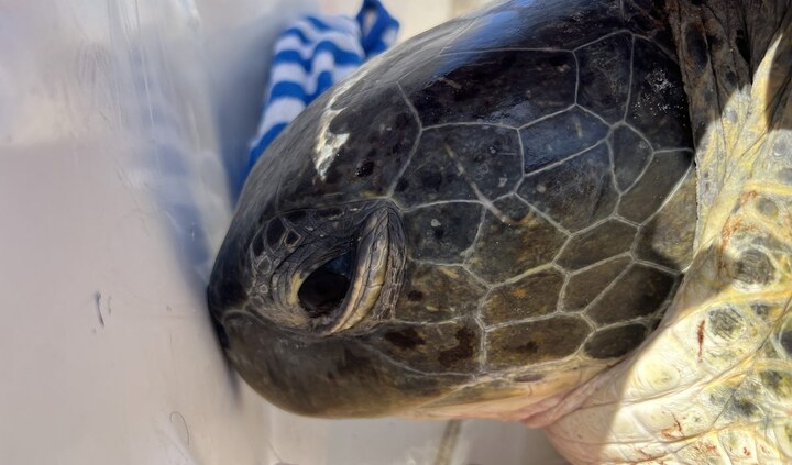 airG Joins the Cayman Islands Sea Turtle Tracker KY Project