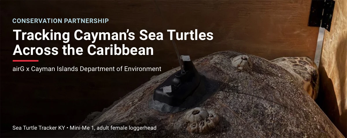 Mini-Me 1, an adult female loggerhead turtle fitted with a satellite transmitter by the Cayman Islands Department of Environment