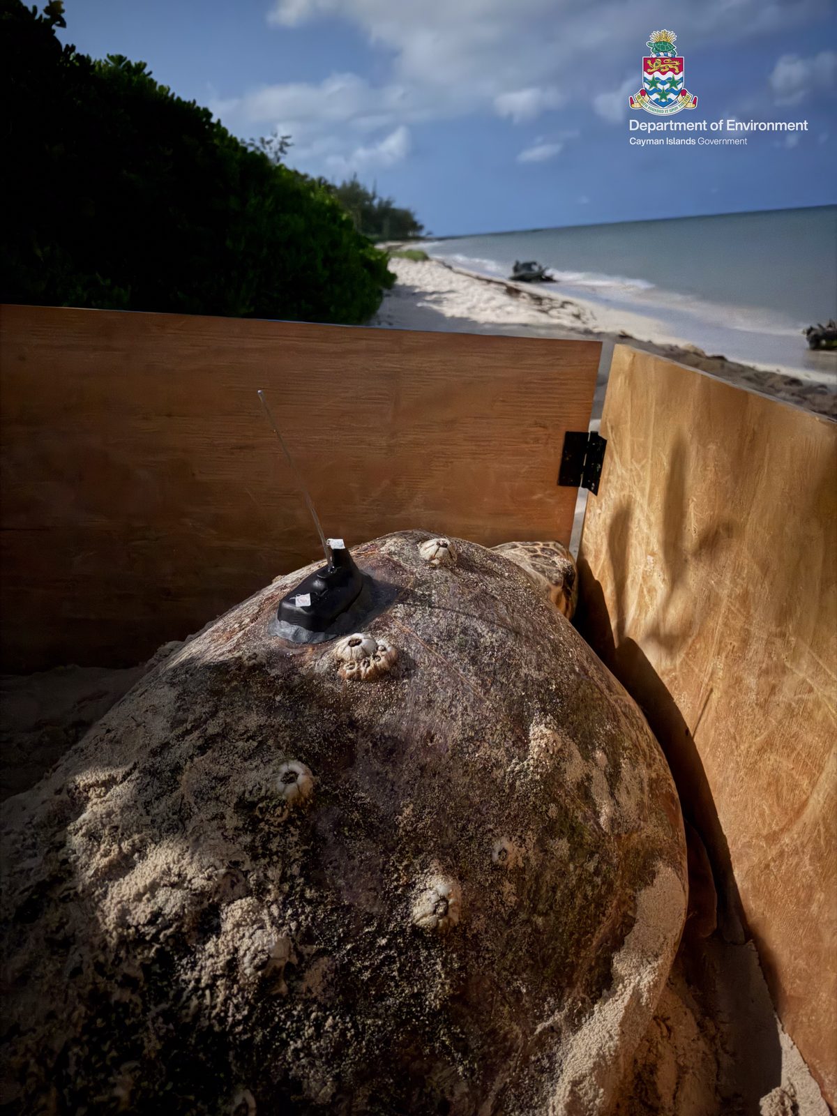 Mini-Me 1, an adult female loggerhead turtle with a satellite transmitter attached to her shell, part of airG's Sea Turtle Tracker KY sponsorship