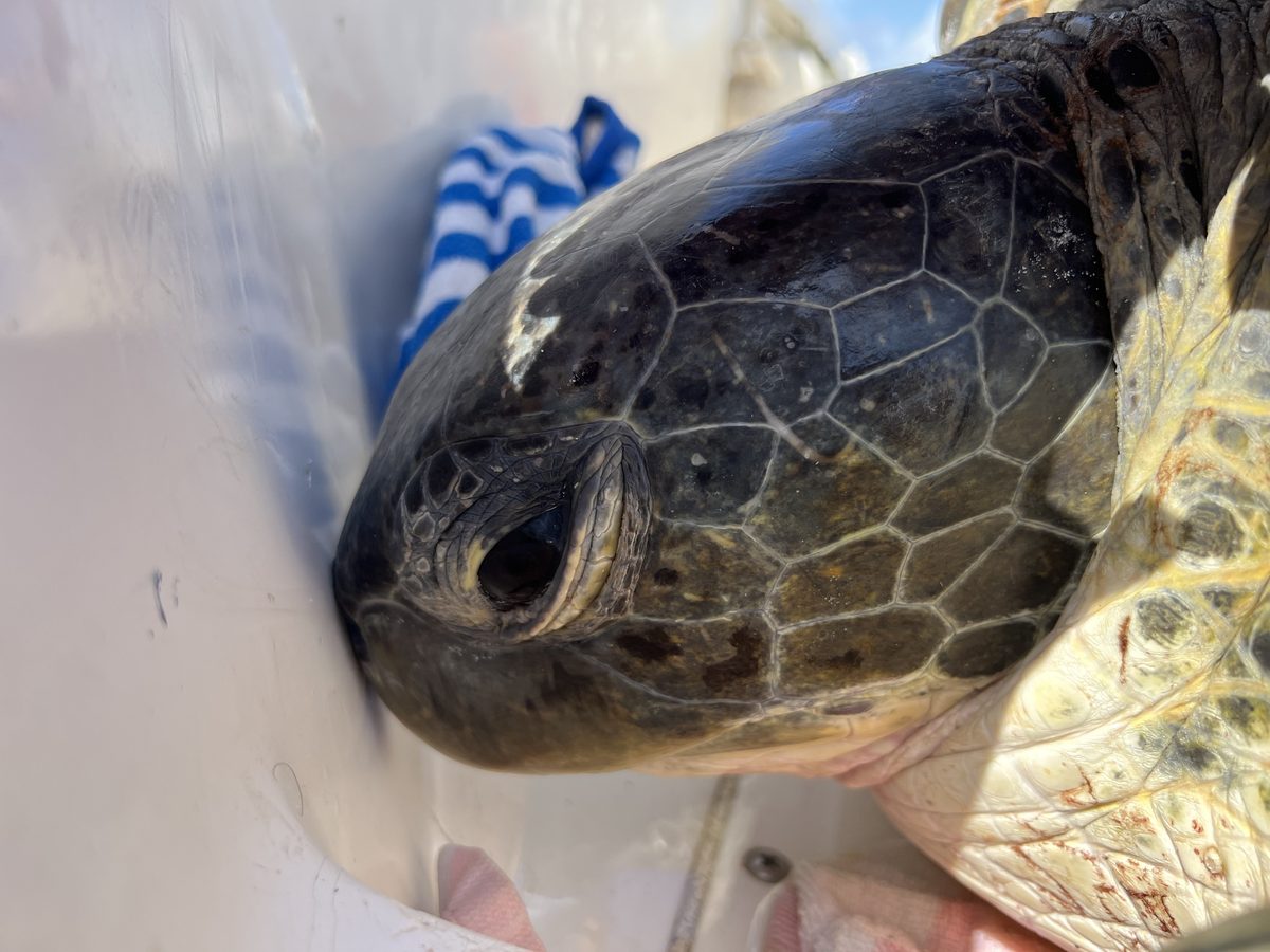 Mini-Me 2, the first adult male green turtle tagged in the Cayman Islands, photographed during in-water research