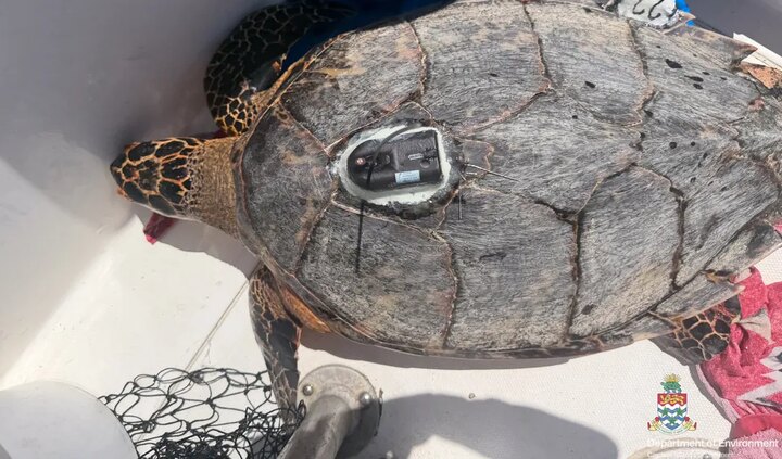 Meet airG Shady: Cayman's First Satellite-Tagged Hawksbill